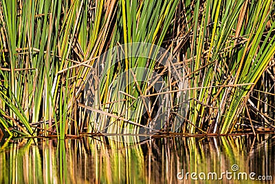 Water Reeds Reflections Colors Stock Photo