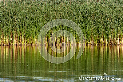 Water and reeds Stock Photo