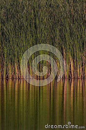 Water and reeds Stock Photo