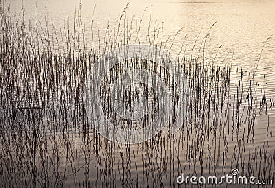 Water Reeds. Stock Photo