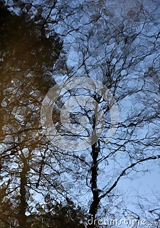 Water reflection of trees Stock Photo