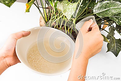 Water from rice rinse being used as natural fertilizer on potted plant Stock Photo