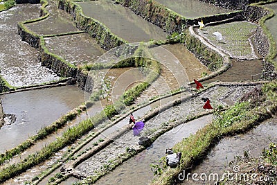 Water and rice terrases Stock Photo