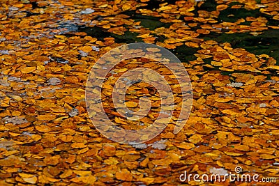 Water and rocks and leaf Stock Photo