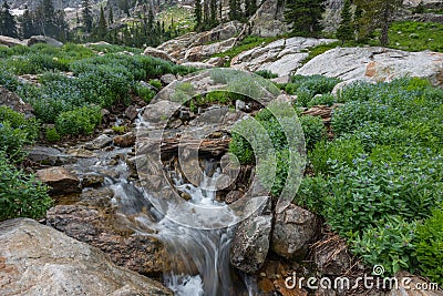 Water Rushes Around Rocks and Downed Tree Stock Photo