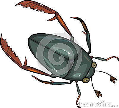 Water scavenger beetle Stock Photo