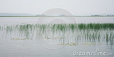 Water sedge and floating lilies at Kenozero Lake. Stock Photo