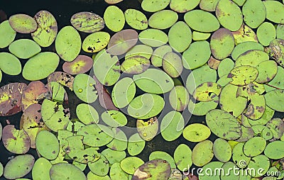 Water Shield floating on dark tannin water of Okefenokee Swamp National Wildlife Refuge, Georgia Stock Photo