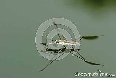 Water skipper Stock Photo