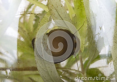 Water snail in bowl Stock Photo