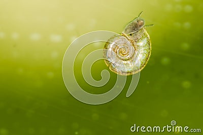 Water snail Stock Photo