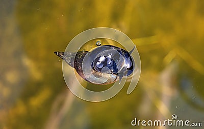 Water snail in the pond Stock Photo