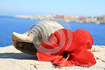 Water snail shell and red hibiscus flower Greece Stock Photo