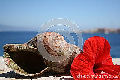 Water snail shell and red hibiscus flower Greece Stock Photo