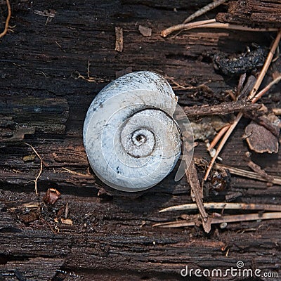 Water snail in spirail shell Stock Photo