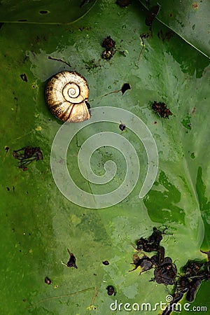 Water snail on waterlily Stock Photo