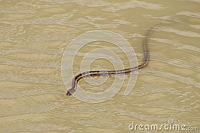 Water snake Stock Photo