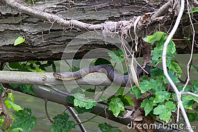 Water snake on a stick under relaxing under a log and trying not to be seen Stock Photo