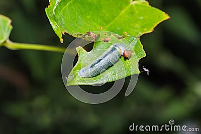 Water Snow Flat caterpillar Stock Photo