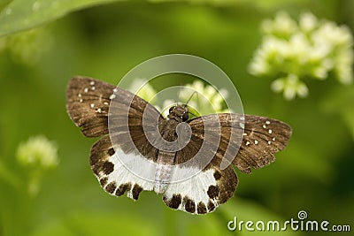 Water snow flat, Tagiades sp, Hesperiidae, Manu,Tripura Stock Photo