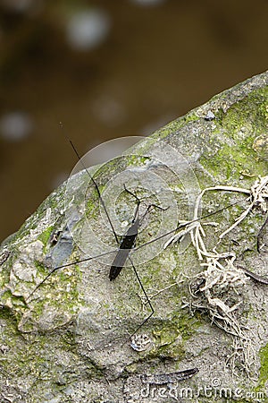 The water spider Stock Photo