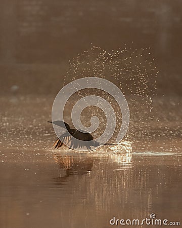 Water splash bird photography in the morning Stock Photo