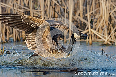 Water splashes around a Canada goose, Branta canadensis, as it lands in an Indiana wetland Stock Photo