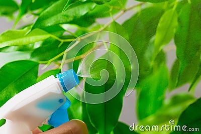 Spraying water on green home plant Stock Photo