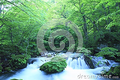 Water spring in forest Stock Photo