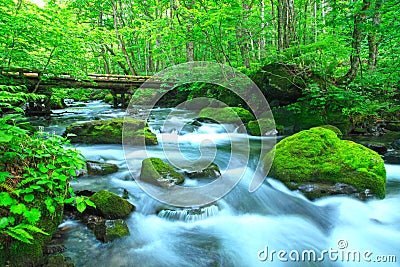 Water spring in forest Stock Photo