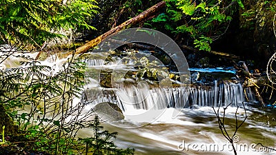 Water from the spring snow melt tumbling over Logs and Boulders on Mcgillivray Creek between Whitecroft and Sun Peaks Stock Photo