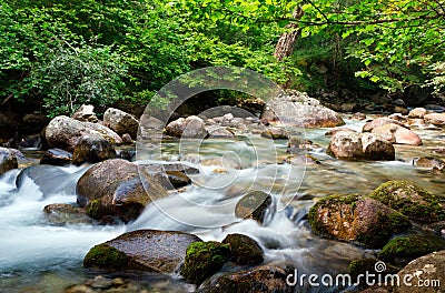 Water stream in forest Stock Photo