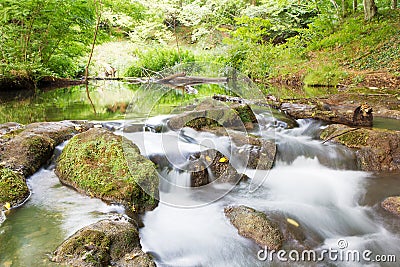 Water stream in forest Stock Photo