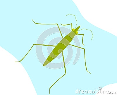 Water Strider Insect Stock Photo