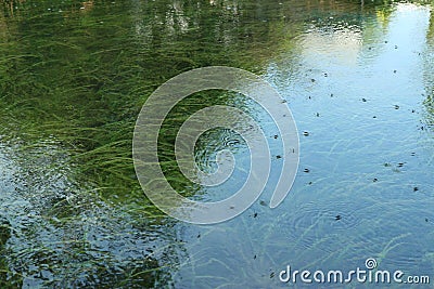 The water surface is clear, the water is good, the ecosystem is good, the underwater plants can be seen. Stock Photo