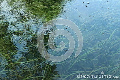 The water surface is clear, the water is good, the ecosystem is good, the underwater plants can be seen. Stock Photo