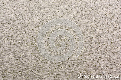 Water surface with heavily raining drops Stock Photo