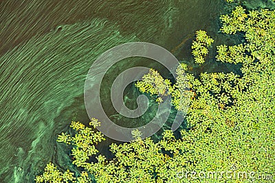 Water surface pollution. Environmental problems. Diagonal flow of green plankton Stock Photo