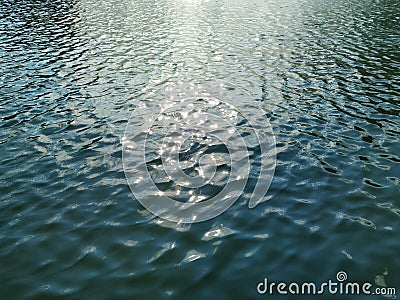 Water surface with small waves. The sunlight gives a gleam in the middle. The color of the pond is dark, slightly bluish Stock Photo