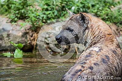 Playing hyena in the water Stock Photo