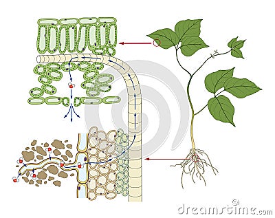 Water transport system in plants Stock Photo