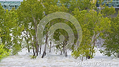 Water trees dam currents Stock Photo