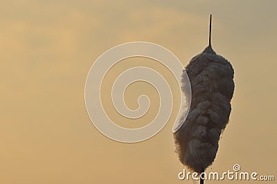 Water truncheons. Wind. Sunrise seeds carried by the sun Stock Photo