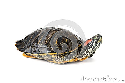 Water turtle with legs tucked up isolated on a white background Stock Photo