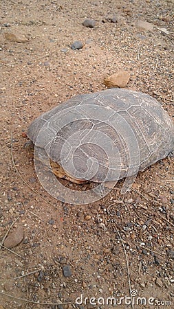 Water Turtle Stock Photo