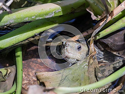 Water turtle sits in the water and stuck its head between the aquatic plants Stock Photo