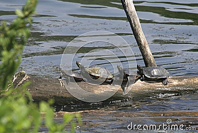 Water Turtles in row on Old Log in Nashville, Tennessee, US Stock Photo