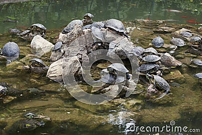 Water turtles Stock Photo