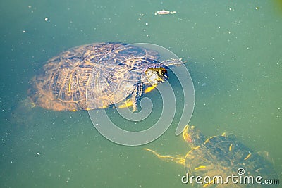 Water turtles swimming in the turbid lake Stock Photo