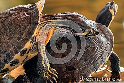 Water turtles on top of each other. A funny moment. Stock Photo